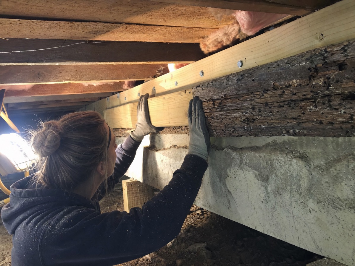 Carpenter sistering a new wood beam alongside a deteriorated structural wood beam in a crawl space