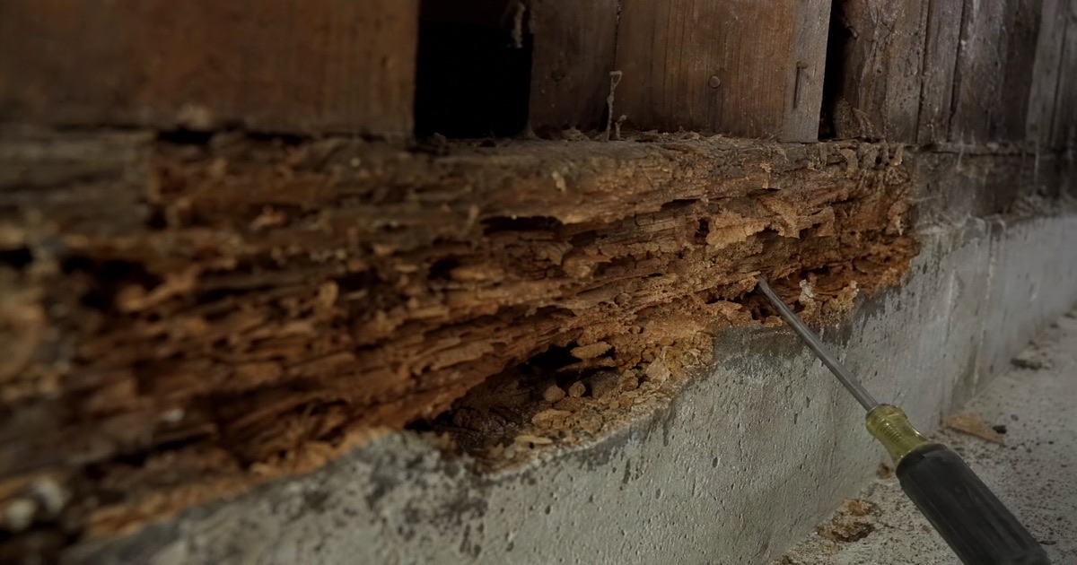 Screwdriver probing into soft, crumbling wood sill plate material near a concrete foundation wall